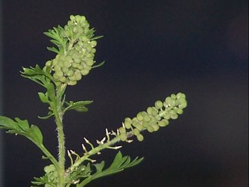 Lepidium didymum (=Coronopus didymus) / Lappolina americana